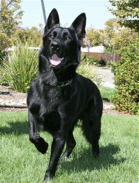 Black Gsd Big Dogs I Love Dogs Dogs And Puppies Cute Dogs Doggies