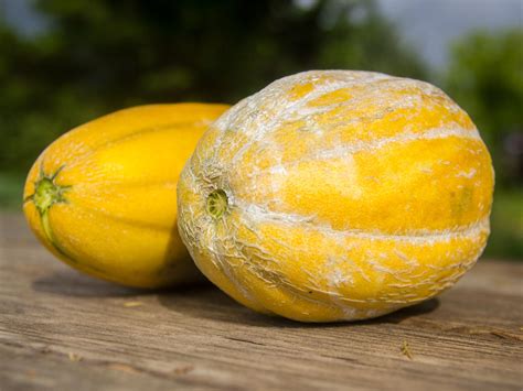 Texas farmer dissects his obsession with Israeli melons - CultureMap Dallas