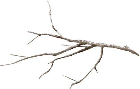 Twig Tree Branch Leaf Flower Snow Covered Branches Png Download Free Transparent