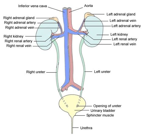 Urinary System Diagram Of The Urinary System