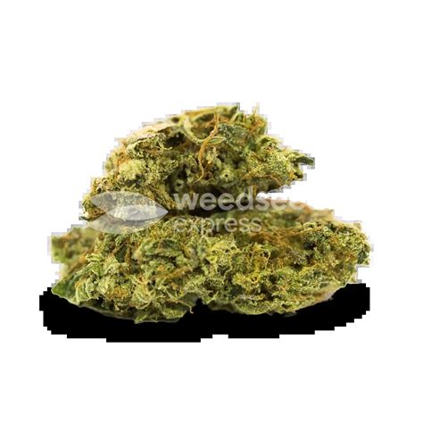 Chiquita Banana Seeds • Feminized • Weedseedsexpress