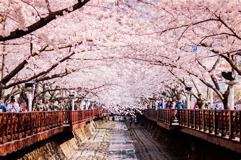 Bunga Sakura Di Korea 733464 Hd Wallpaper And Backgrounds Download