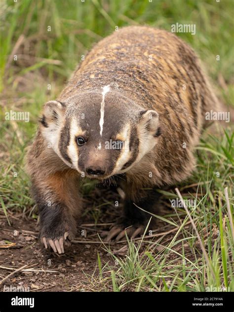 American Badger Den Hi Res Stock Photography And Images Alamy