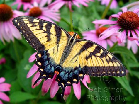 Swallowtail Butterflies Bing Images My Favorite Things Pinterest