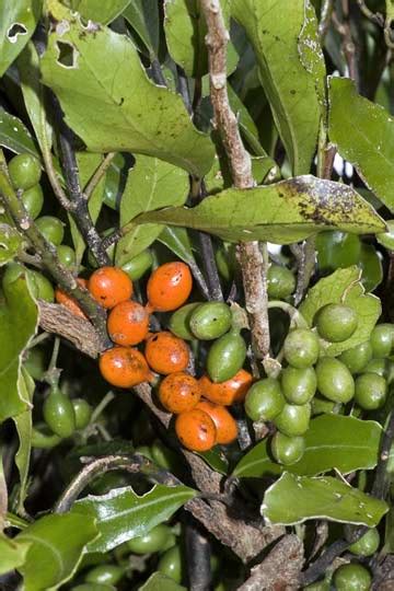 Pigeonwood Fruit Shrubs And Small Trees Of The Forest Te Ara