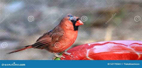 Male Cardinal Fighter Stock Image Image Of Finch Balding 53770565
