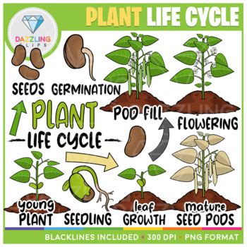 Plant Life Cycle Clip Art By Dazzling Clips Teachers Pay Teachers