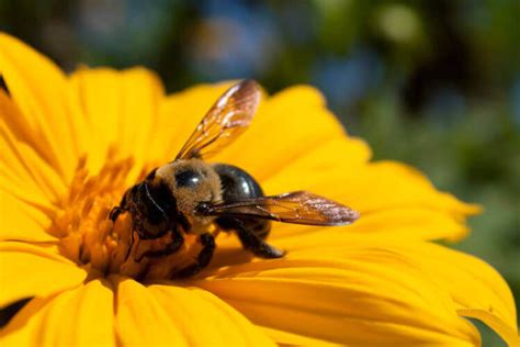 Carpenter Bees Facts And Information