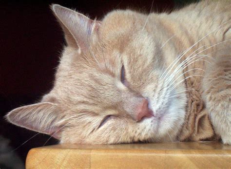 Sleeping Cat Free Stock Photo Public Domain Pictures