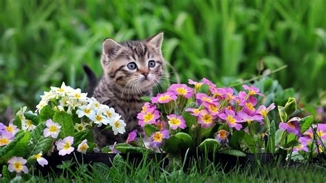 Cute Kitten White And Purple Flowers Wallpaper Animals Wallpaper