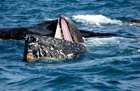 I was in his closed mouth for about 30 to 40 seconds before he rose to the surface and spit me out. Humpback Whale mouth open | Flickr - Photo Sharing!