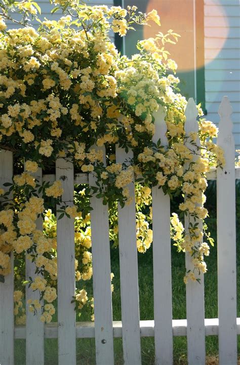 Day 122 Yellow Roses And Fence Yellow Climbing Roses