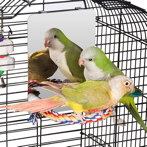5 Best Child Friendly Pet Birds For Kids Colorful Days Co