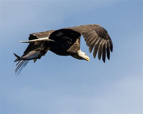 15 Amazing Photos Of Wildlife In Maryland