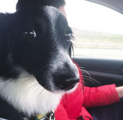 15 Things All Border Collie Owners Must Never Forget The Paws