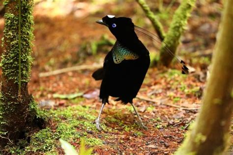 Burung cendrawasih (bird of paradise) merupakan anggota famili burung cendrawasih memang sangat memukau, bahkan banyak yang menyebutnya birds of paradise atau burung surga. Ragam Hias Fauna Burung Cendrawasih Berasal Dari Daerah