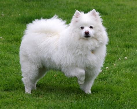 10 Fascinating Facts About American Eskimo Dog