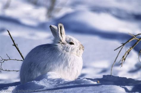Snowshoe Hare On Winter Tundra Snowshoe