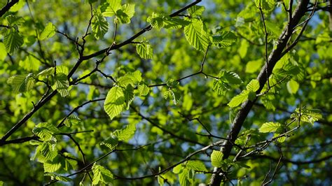 Download Wallpaper 3840x2160 Leaves Branches Spring Macro Green 4k