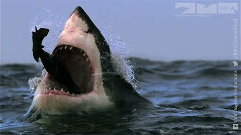 Great White Shark Vs Fur Seal Youtube