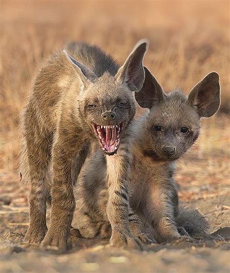 Striped Hyena Pups ~ The Striped Hyena Hyaena Hyaena Is A Species Of