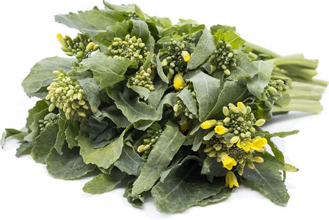 Baby Rapini Information And Facts