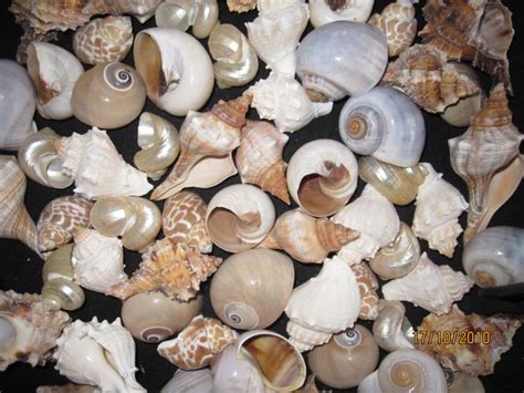Hermit Crab Medium Fancy Shells Tropicshells