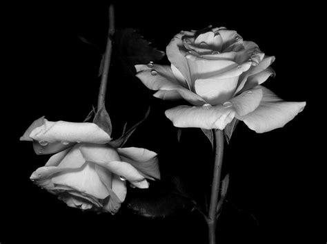 Black And White Aesthetic Roses Wallpapers Wallpaper Cave