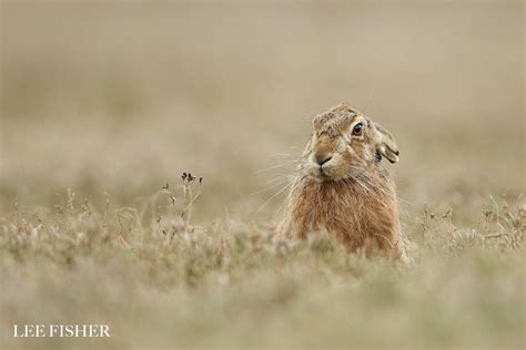 A Gallery Of Wildlife Photography And Fine Art From The Uk And Around