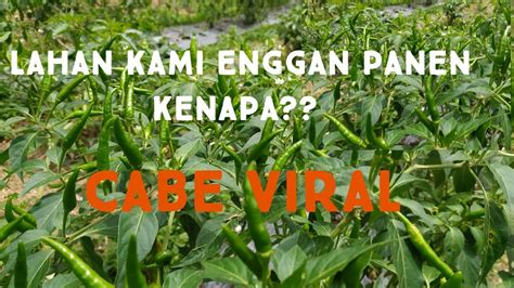 Cabai Rawit Panca Cabe Viral Cabe Cabai Youtube