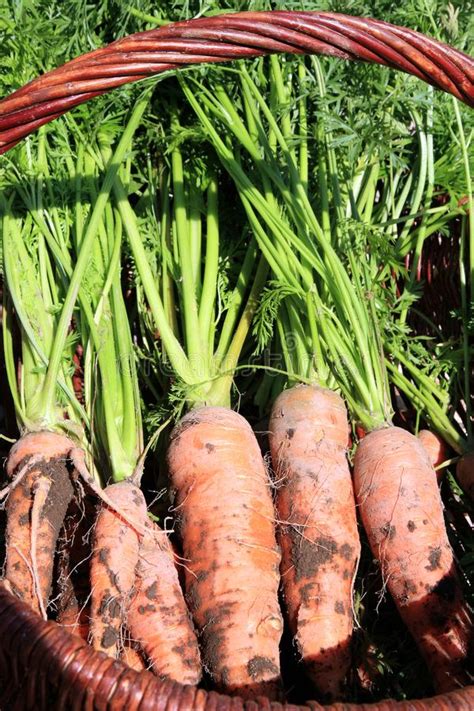 Organic Carrot From Rural Permaculture Stock Photo Image Of Food