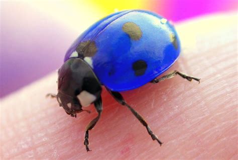Blue Ladybug By Oskaline Ladybug Insects Bugs Insects