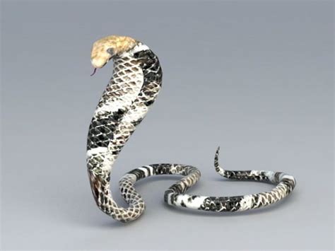 Black King Cobra Snake Free 3d Model Max Open3dmodel