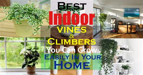 11 Best Indoor Vines And Climbers You Can Grow Easily In