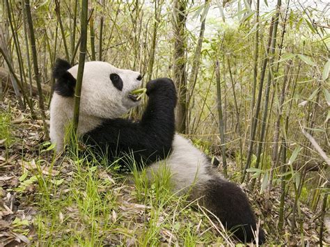 1280x1024 Resolution Panda Eating Bamboo Shoots Hd Wallpaper