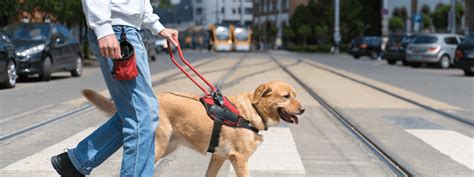 Assistance Dog Day Celebrating These Amazing Dogs And The Vital Roles