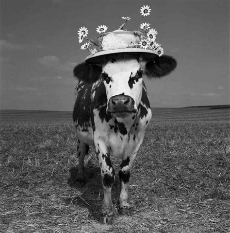 oh la vache meet hermione the very stylish cow cow photos cow heifer