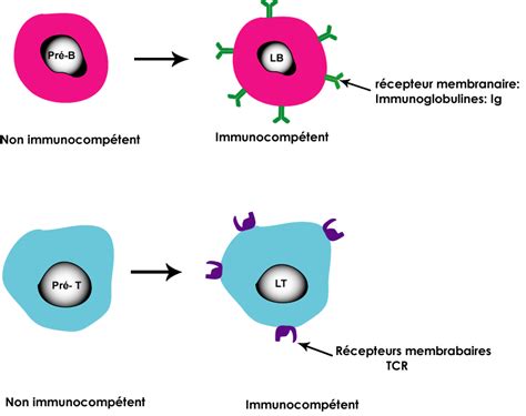 Les Organes Et Les Cellules Lymphoïdes Limmunité