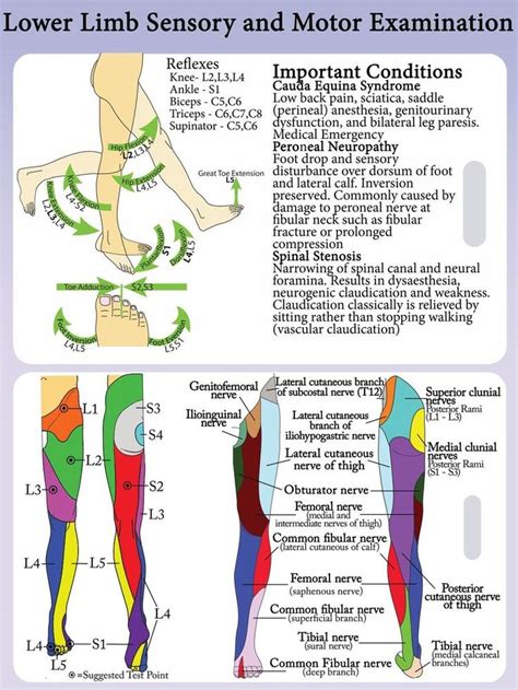 Lower Extremity Peripheral Nerve Distribution Clinical Anatomy Of The