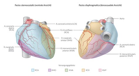 Amboss Aufbau Des Herzens Gefäßversorgung Des Herzens Flashcards