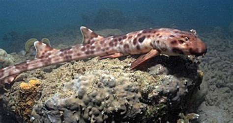 Scientists Confirm Four New Species Of Walking Sharks In Indonesia