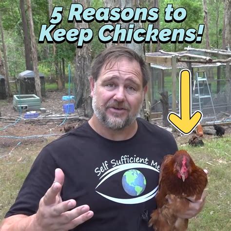 Everybody Should Keep Chickens Chicken Meat Everybody Should Keep Chickens By Self