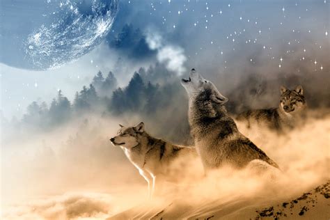 Howling Stars Moon Wolf Wolves One Animal Animals In The Wild