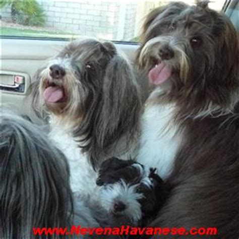 Get your little puppy today. California Havanese Puppies For Sale, Red Havanese puppies ...