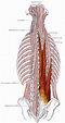豎脊肌 - 维基百科，自由的百科全书