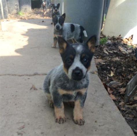 Maybe you would like to learn more about one of these? Cute Blue Heeler Puppies for Sale in Houston, Texas ...