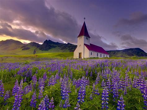 Hd Wallpaper Chapel Flowers Iceland Landscapes Lupine Nature