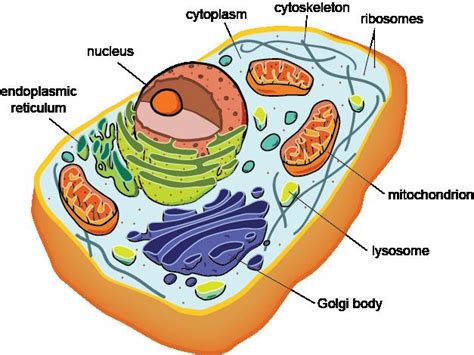 Eukaryote Everything You Need To Know With Photos Videos