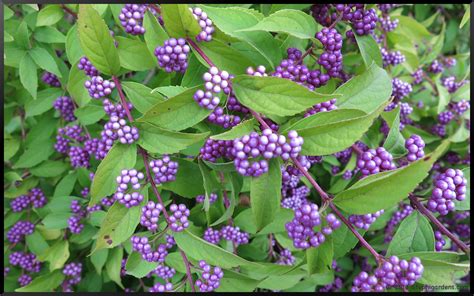 Purple Beautyberry Bush Stephi Gardens