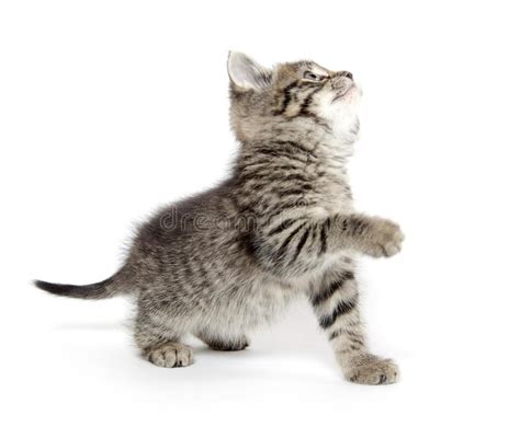 Cute Tabby Kitten Stock Photo Image Of Cute Shorthair 33583714